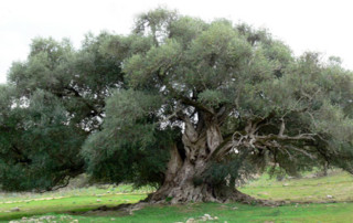 Costellazioni Familiari